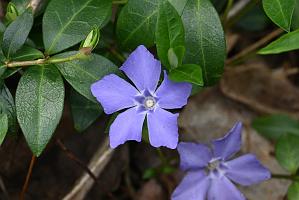 2025-04256569 Broad Meadow Brook, MA